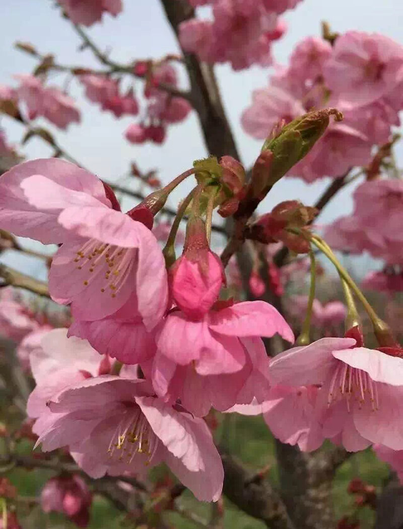 陽(yáng)光櫻花