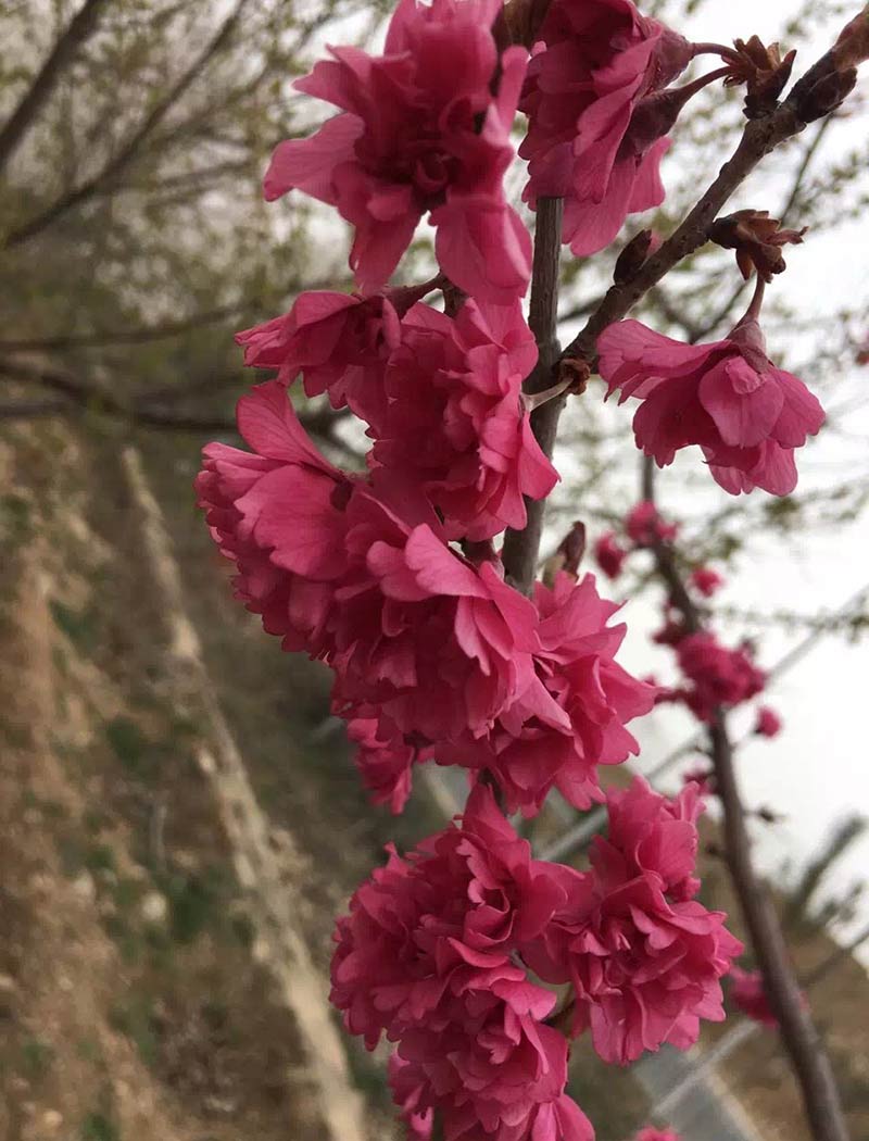 八重寒緋櫻花（京紅早櫻）