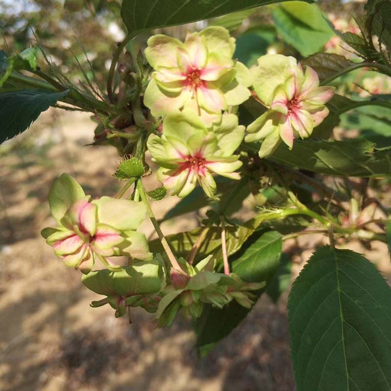 御衣黃櫻花