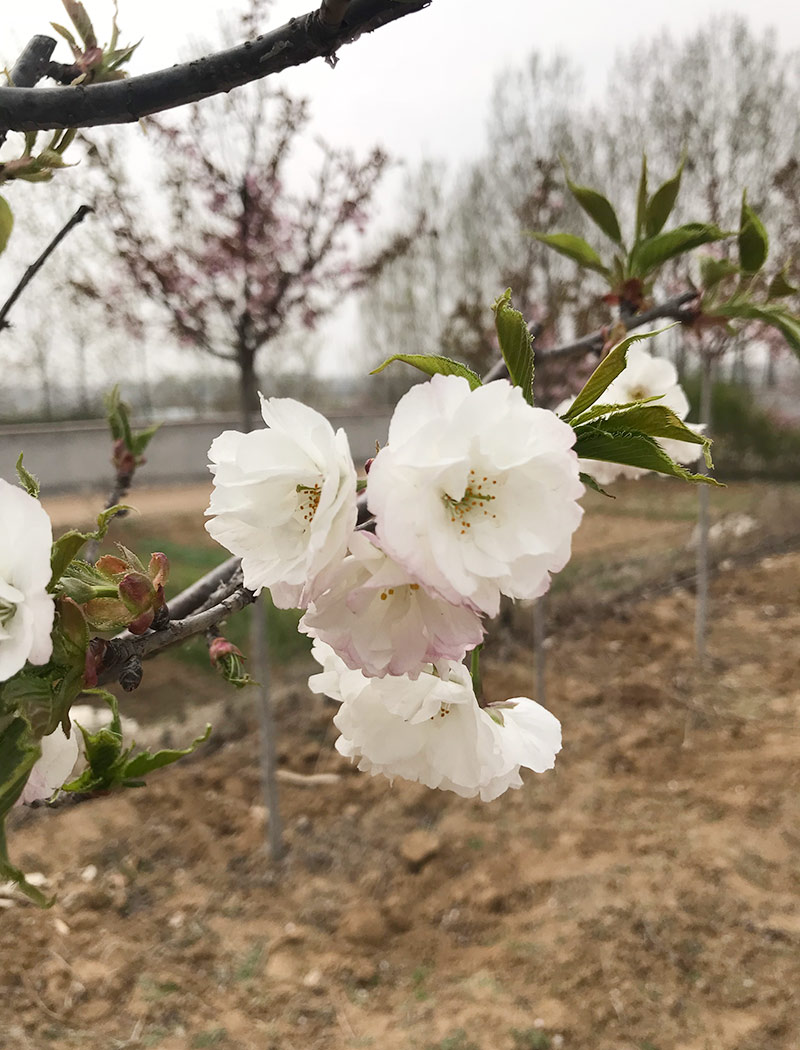 白妙櫻花