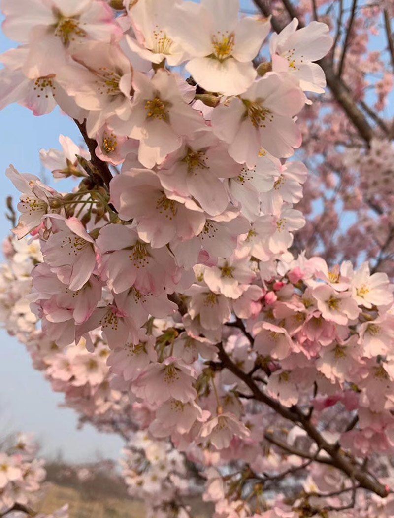 江戶(hù)彼岸櫻花