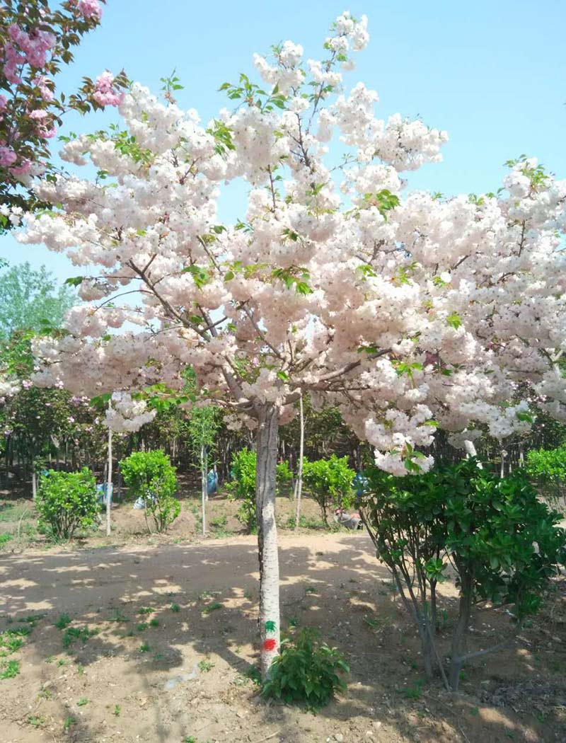 一葉櫻花