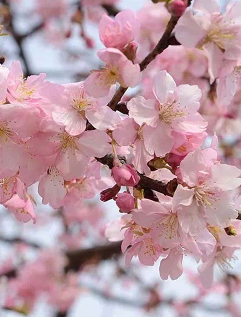 河津櫻花
