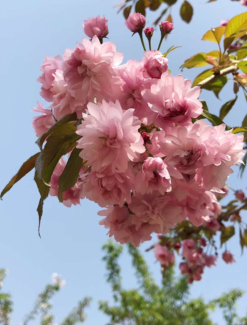 菊枝垂櫻花