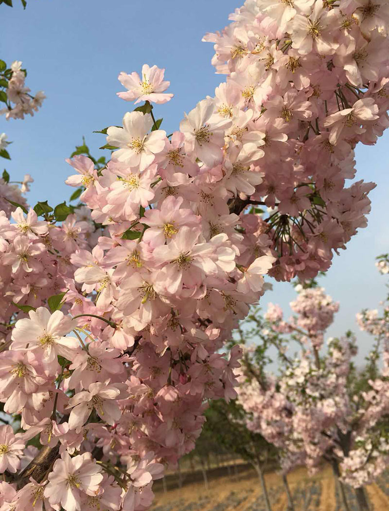 思川櫻花