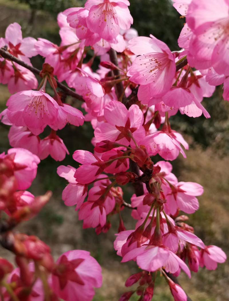 橫濱緋櫻花