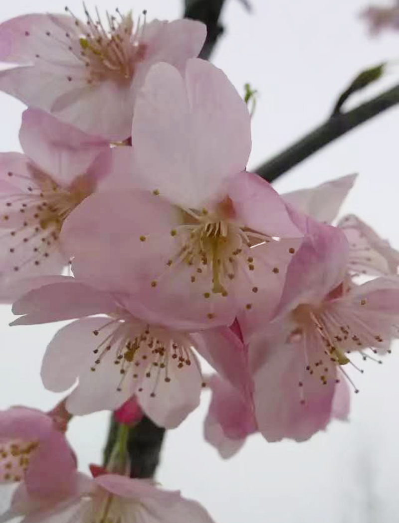 大漁櫻花
