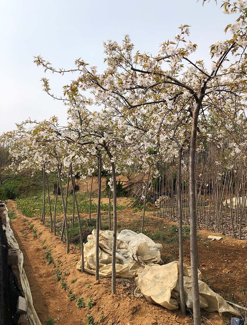 山櫻枝垂（仙臺(tái)枝垂）櫻花